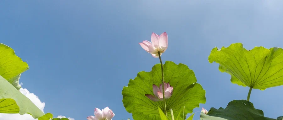 腰背肌肉容易酸软可以采用哪种锻炼方法