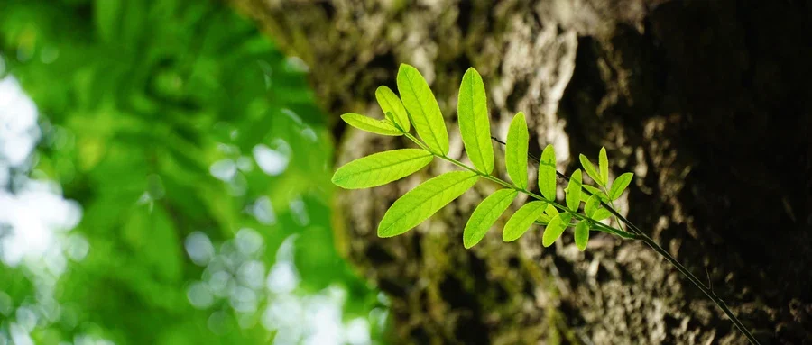 酷暑高温天气如何饮食养生