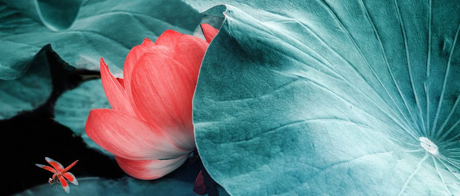 从亚健康到健康长寿:压力时代的身心调整指南